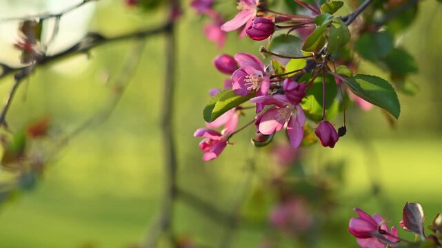 Close-up of vibrant pink crabapple blossoms and deep magenta buds blooming on a branch in soft spring sunlight, with a lush green bokeh background creating a dreamy, tranquil atmosphere.