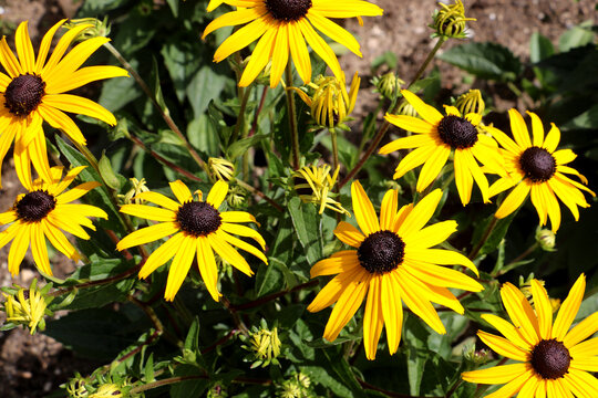 Pflanze Sonnenhut (Echinacea paradoxa)