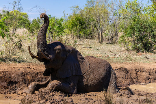View of an African elephant bathing in a mud hole with its trunk raised in the bushveld of Kruger National Park Skukuza, Mpumalanga, South Africa.