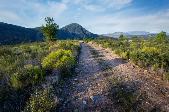 Camino hacia en pantano