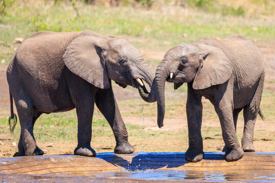 View of two young African elephants interacting with their trunks at a water trough in Kruger National Park Skukuza, Mpumalanga, South Africa.