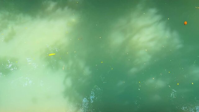 Calm river surface with floating leaves and gentle flow