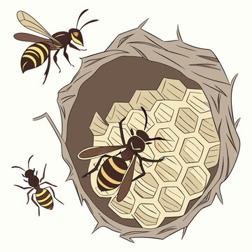 Wasps on a honeycomb nest insects wildlife
