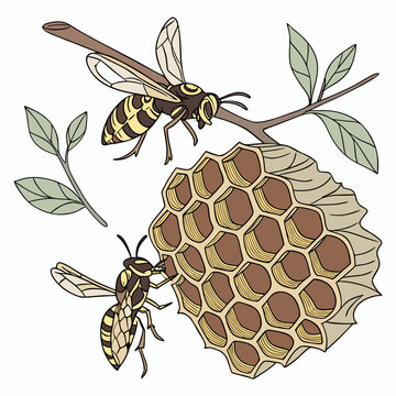 Wasps on a honeycomb with leaves insects nature