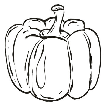 Hand Drawn Bell Pepper Illustration, Capsicum Vegetable Ink Sketch Isolated on White Background