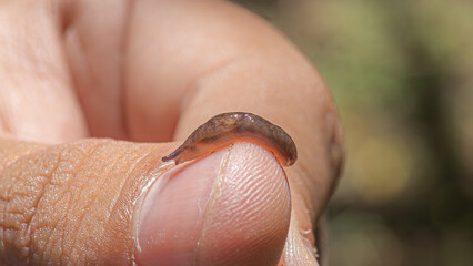 snail on a hand © Felipe