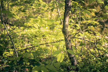 Fototapeta premium The forest landscape of Montiggl in Eppan in South Tyrol.