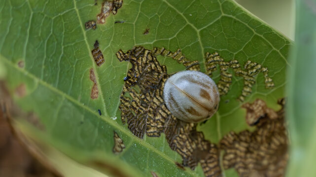 Grey beetle on a leaf