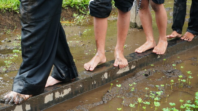 A close up of bare feet balancing on a narrow wooden beam over a muddy rice field