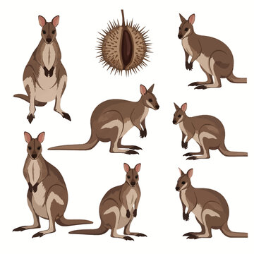 Vector set of brown wallaby illustrations in multiple poses including standing and side views, featuring detailed fur patterns and a spiky plant seed pod on a white background.