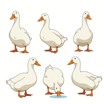 Set of six white duck illustrations in different poses, including standing, profile view, and drinking water, featuring orange beaks and webbed feet isolated on a white background.