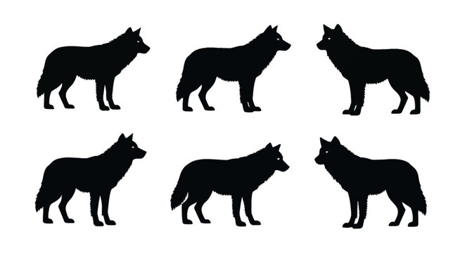 Set of six black wolf silhouettes in various standing profile poses isolated on a white background. Detailed pack of wild predatory canines for nature and wildlife design projects.