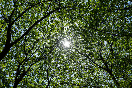 나무, 네이처, 나뭇잎, green, 봄, 가을, 가지, sky, 여름, 단풍, 경관, 식물, 공원, 계절, 자작나무, 태양, 내추럴