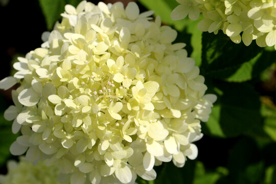 Pflanze Rispenhortensie, Hydragea Paniculata
