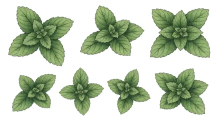 Collection of seven hand-drawn watercolor mint leaf sprigs and fresh green peppermint herb bunches with serrated edges isolated on white background for culinary and herbal design. © Mada