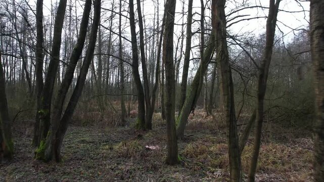 Slow drone movement forward through a raw, winter deciduous forest.