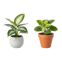 Obraz premium Two potted houseplants with green leaves on a table