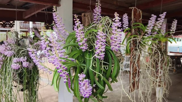 Thai wild orchid flower , Rhynchostylis coelestis