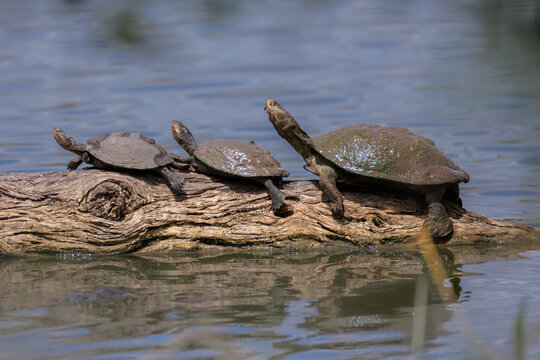 View of three turtles sunning themselves on a weathered fallen log in the water at Kruger National Park Skukuza, Mpumalanga, South Africa.