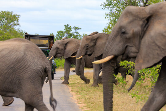 View of a herd of African elephants crossing a paved road in front of a safari vehicle with tourists in Kruger National Park near Skukuza, Mpumalanga, South Africa.