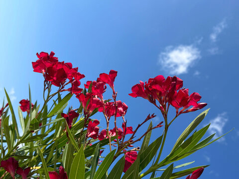 Red Oleander Nerium against blue sky.