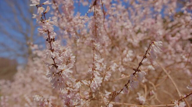 Captivating footage showcases the delicate pink cherry blossoms in full bloom at the historic Planting Fields Arboretum State Historic Park in Oyster Bay, New York, under a clear blue sky, signaling t