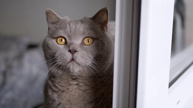 British Shorthair cat peeking around a door frame with a sharp and intense gaze directed at the camera. Concept of pet curiosity and mysterious animal behavior in a modern home.