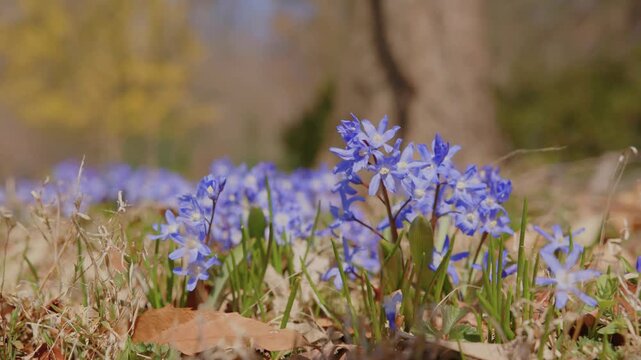 Footage capturing the vibrant blue Siberian squill (Scilla siberica) blooming in early spring at Planting Fields Arboretum State Historic Park in Oyster Bay, New York. Delicate blue flowers emerge fro