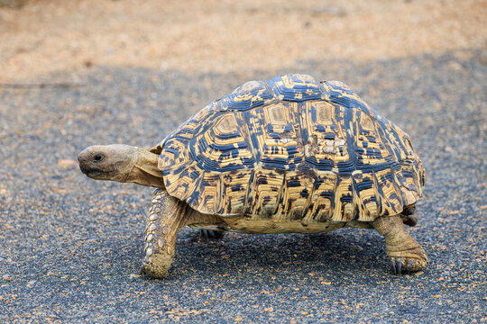 View of a leopard tortoise walking across an asphalt road with its intricately patterned shell in Kruger National Park Skukuza, Mpumalanga, South Africa.