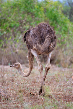 View of an ostrich walking through the dry savanna grass with green bushes in the background Skukuza, Mpumalanga, South Africa.