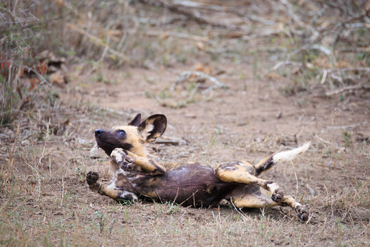 View of an African wild dog rolling on its back in the dry grass of the savanna Skukuza, Mpumalanga, South Africa.