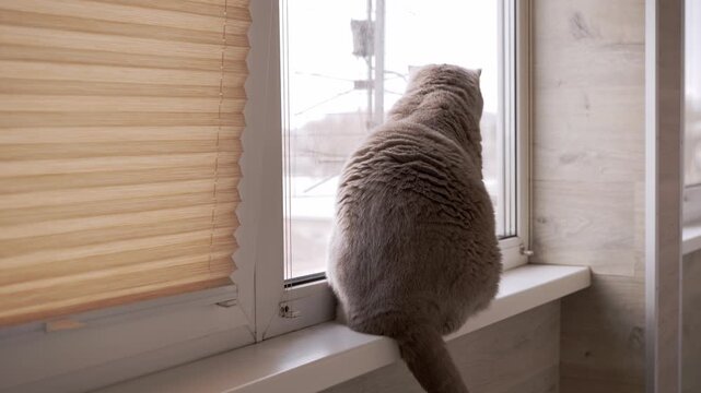 Back view, a Scottish Fold cat sits on a windowsill looking outside, its soft grey fur highlighted by the gentle daylight. Concept of tranquility, quiet domestic life, and patient animal observation.