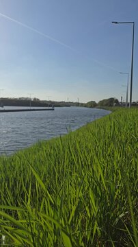Fresh green grass on a river bank in spring, blue water and clear sky, 4K static shot