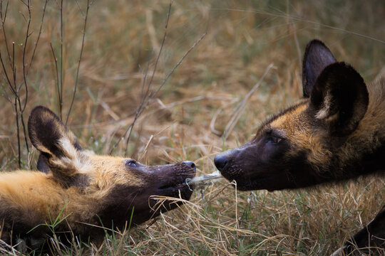 View of two African wild dogs interacting and tugging at a piece of bone in the dry grass of Kruger National Park Skukuza, Mpumalanga, South Africa.