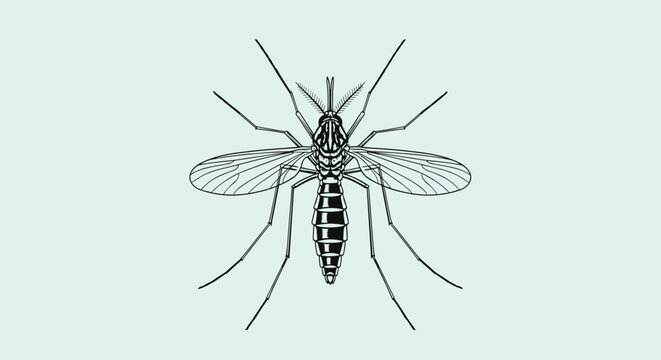Detailed black and white vector illustration of a mosquito shown from a top-down perspective against a pale blue background.