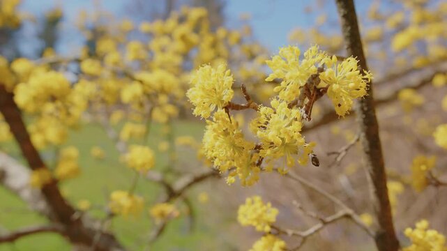 Footage capturing the beautiful yellow blossoms of Cornelian Cherry Dogwood (Cornus mas) in full bloom during early spring at the historic Planting Fields Arboretum State Historic Park in Oyster Bay, 