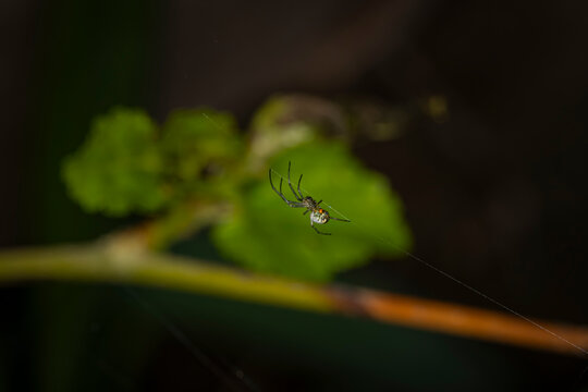 A detailed macro photograph of a Latrodectus geometricus (Brown Widow Spider) hanging on its delicate silk web in a natural garden environment