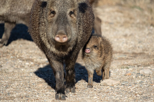 Cute baby javelina standing close to its mother, Fort Bowie National Historic Site, Arizona