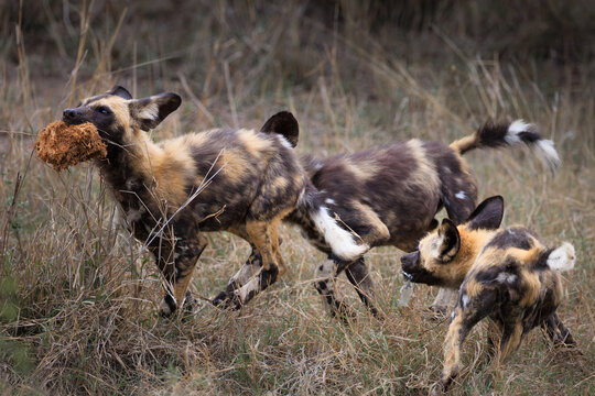 View of African wild dogs running through dry grass with one carrying a piece of dung in its mouth in Kruger National Park Skukuza, Mpumalanga, South Africa.