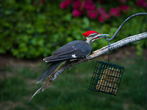 The red malar stripe on the cheek indicates that this is a male pileated woodpecker perched at the bird feeder 