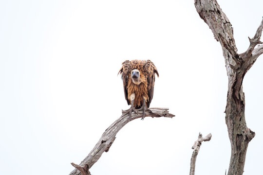 View of a white-backed vulture perched on a bare dead tree branch against a bright overcast sky in Skukuza, Mpumalanga, South Africa.