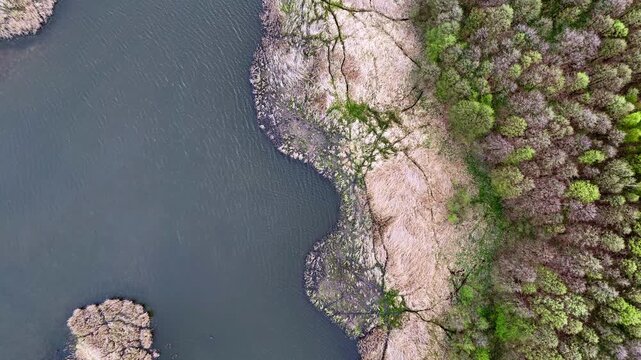 Overhead aerial view of a lake shoreline, contrasting dark water, a strip of dry reeds and marshy vegetation, and a dense, vibrant green forest during early spring, top-down perspective, nature landsc