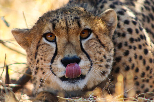 View of a cheetah licking its nose at Tumbeta Private Game Reserve with its spotted fur and amber eyes in Thabazimbi, Limpopo, South Africa.