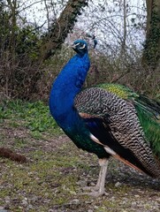 Obraz premium peacock with feathers