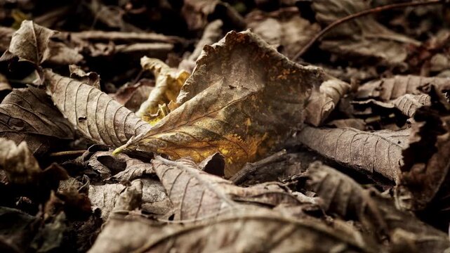 Dead brown leaf close up Autumn Fall scene stock footage