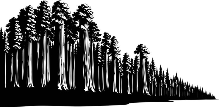 Giant sequoia forest with massive redwood tree trunks