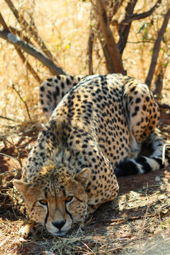View of a cheetah lying in the dry grass under the shade of bushes at Tumbeta Private Game Reserve in Thabazimbi, Limpopo, South Africa.