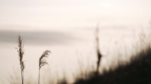 A lone dead tree standing among dry grass on a highland plateau