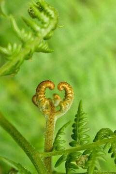 Close up of young green fern fiddlehead leaf unrolling. Natural spiral pattern in forest, macro photography.