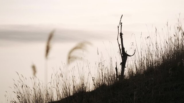 A lone dead tree standing among dry grass on a highland plateau